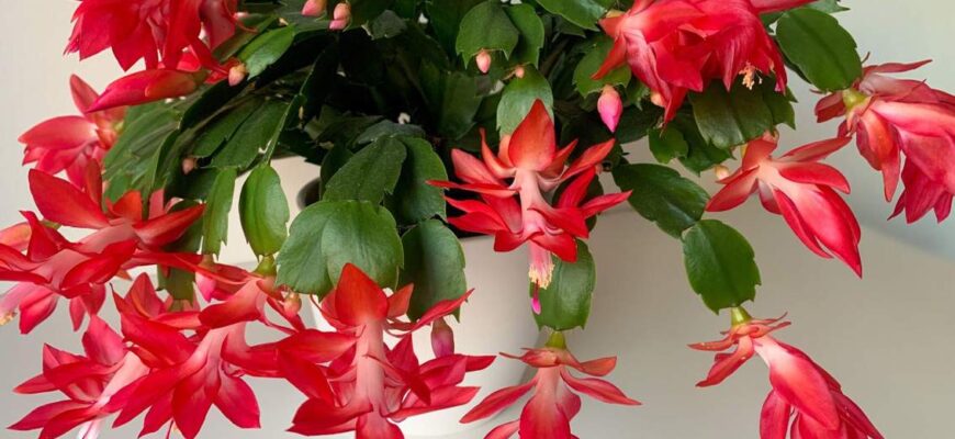 Буде рости, як на дріжджах: чим піджuвити різдвяник