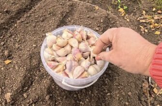 Розвела 30 мл препарату на 10 літрів води – коріння часнику за 2 тижні виросло потужним “віялом”, а не 2 см