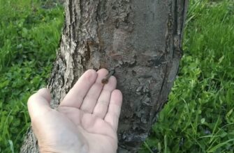 Так робить мій дід – садівник “старої школи”, а тепер і я: забиваю цвях у яблуню – дерево відчуває метал