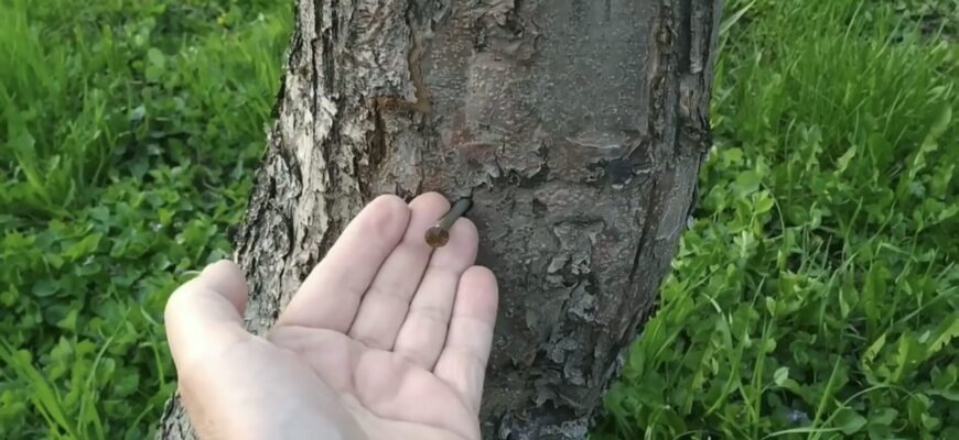 Так робить мій дід – садівник “старої школи”, а тепер і я: забиваю цвях у яблуню – дерево відчуває метал