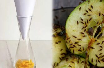 Ловлю на солодке! Як я позбавилася від набридлих плодових мушок, які муляють око: постійно 1-2 літає по хаті