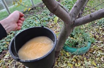 Абрикоси, сливи, а особливо яблука у листопаді обробляю так: робочий розчин концентрацією 2% — і обприскую