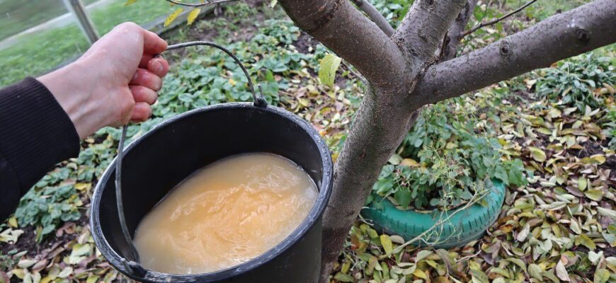 Абрикоси, сливи, а особливо яблука у листопаді обробляю так: робочий розчин концентрацією 2% — і обприскую