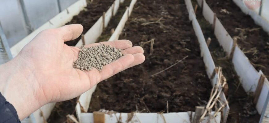 Розкидала 10 жменьок по теплиці та зарила граблями: роблю це до морозів і покращую родючість ґрунту у 4 рази