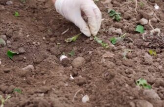 Бадилля викидати чи ні? Ось в чому питання: 3 способи застосування на користь городу та майбутньому врожаю