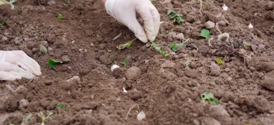 Бадилля викидати чи ні? Ось в чому питання: 3 способи застосування на користь городу та майбутньому врожаю