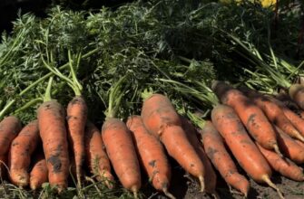 Не вірила сусідці, поки не спробувала: 2 способи посадити моркву восени під зиму, щоб урожай зріс на 40%
