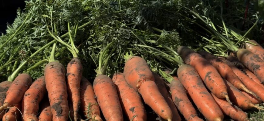Не вірила сусідці, поки не спробувала: 2 способи посадити моркву восени під зиму, щоб урожай зріс на 40%