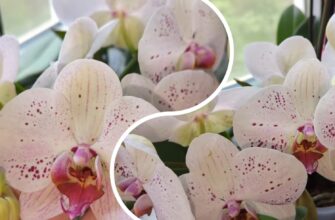 2 краплі цього розчину оживлять орхідею: рясне цвітіння не за горами – кожен рік так роблю