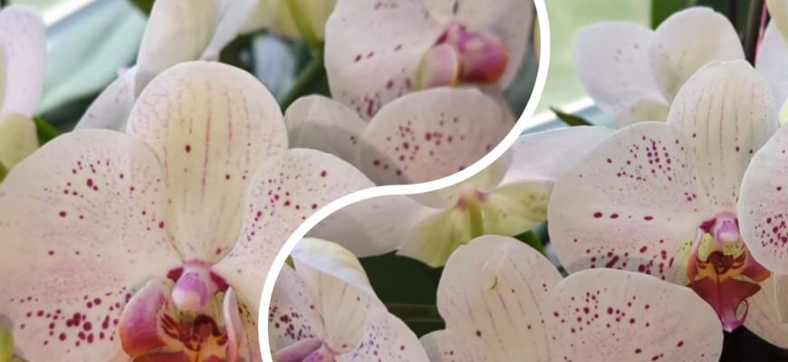 2 краплі цього розчину оживлять орхідею: рясне цвітіння не за горами – кожен рік так роблю