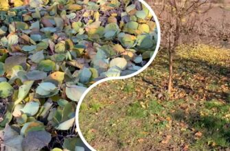 Свекруха подумала, що це якась чорна магія: щовихідних ходжу в ліс та збираю листя для дачі – ось навіщо