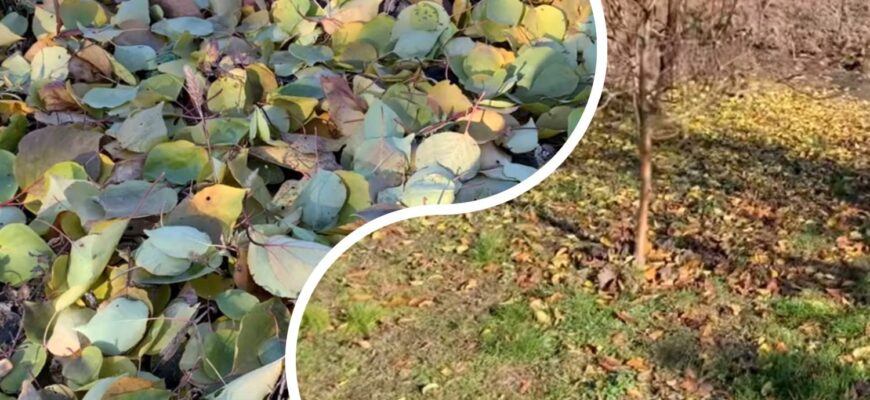 Свекруха подумала, що це якась чорна магія: щовихідних ходжу в ліс та збираю листя для дачі – ось навіщо
