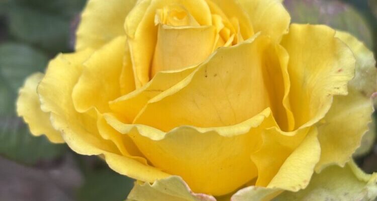 Розмножую троянди лише зимовими живцями — тепер заощаджую 1000 грн на саджанцях