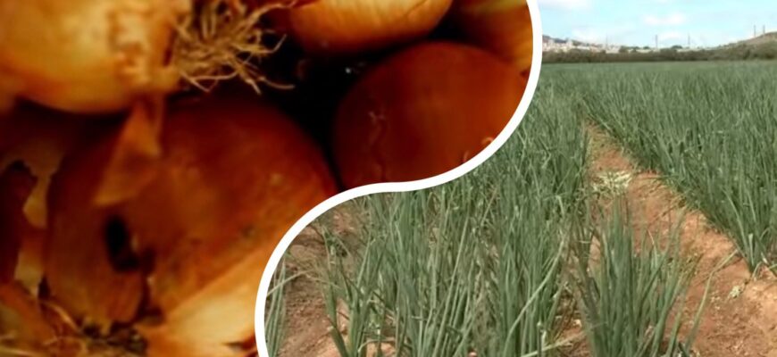 Висипала на грядку 1 стакан – і цибуля виросла утричі більшою, ніж торік: агроном пояснив, чому це працює