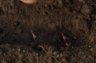 Якби ж я знала це раніше: ніколи не садіть озимі в цих 3 місцях – урожаю можна сказати “до побачення”