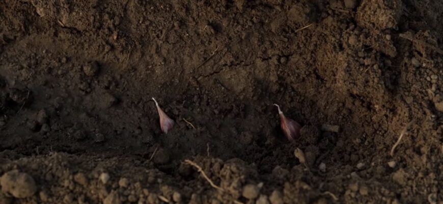 Якби ж я знала це раніше: ніколи не садіть озимі в цих 3 місцях – урожаю можна сказати “до побачення”