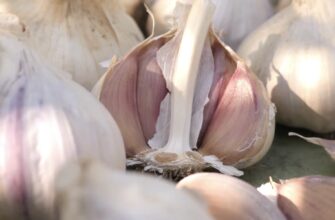Сусідка радить не садити часник до 15 листопада – на її “скромну” думку, це золоте правило врожайності
