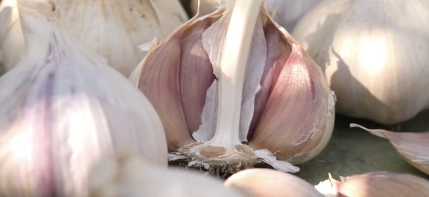 Сусідка радить не садити часник до 15 листопада – на її “скромну” думку, це золоте правило врожайності