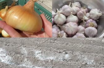 Це ні в які ворота: виявляється є 1 перевірений спосіб посадки озимих, про який я не знала 40 років