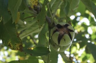 Секрет “стерильного” городу: 3 причини, чому я не викидаю листя горіха і як воно рятує грядки від шкідників