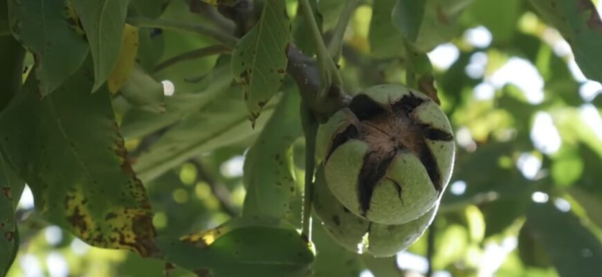 Секрет “стерильного” городу: 3 причини, чому я не викидаю листя горіха і як воно рятує грядки від шкідників