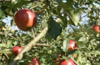 Батько в селі завжди обрізає так яблука і має гарантовано щедрий врожай: вистачає на всю сімʼю