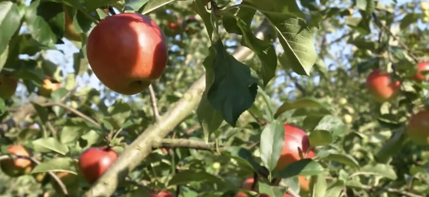 Батько в селі завжди обрізає так яблука і має гарантовано щедрий врожай: вистачає на всю сімʼю