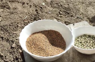 Календар посіву сидератів на листопад 2025: не дарма бабусі з давніх-давен дотримувались цих дат