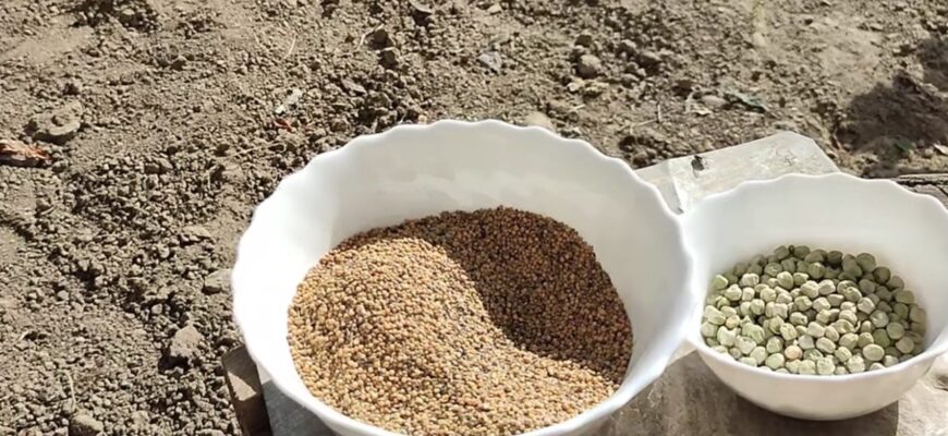 Календар посіву сидератів на листопад 2025: не дарма бабусі з давніх-давен дотримувались цих дат