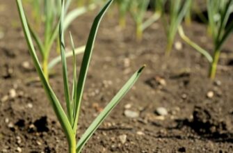 Щоб часник не гнив у землі, я додаю 2 компоненти під кожну лунку – метод дідівський, але перевірений часом