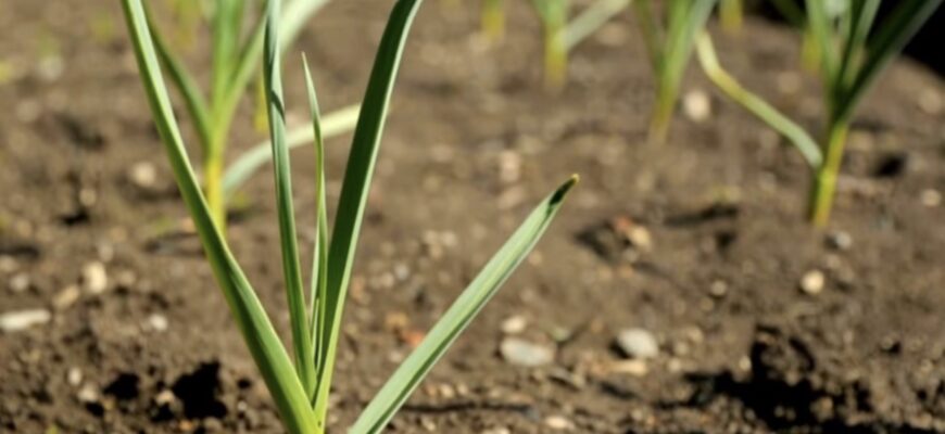 Щоб часник не гнив у землі, я додаю 2 компоненти під кожну лунку – метод дідівський, але перевірений часом