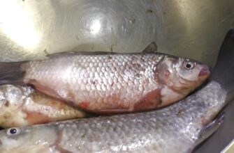 Будь-яку рибу чищу руками, без ножа та окропу: особливо добре працює на рибі з “щільною” дрібною лускою