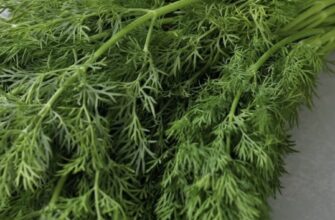 Кріп зійде густим килимом, якщо посадити його так під зиму: 1 спосіб використовую – завжди є свіжа зелень