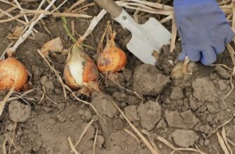 Цибулева муха не зашкодить більше ніколи озимим: беру 1 засіб, що є на кожній кухні й отримую – урожай року