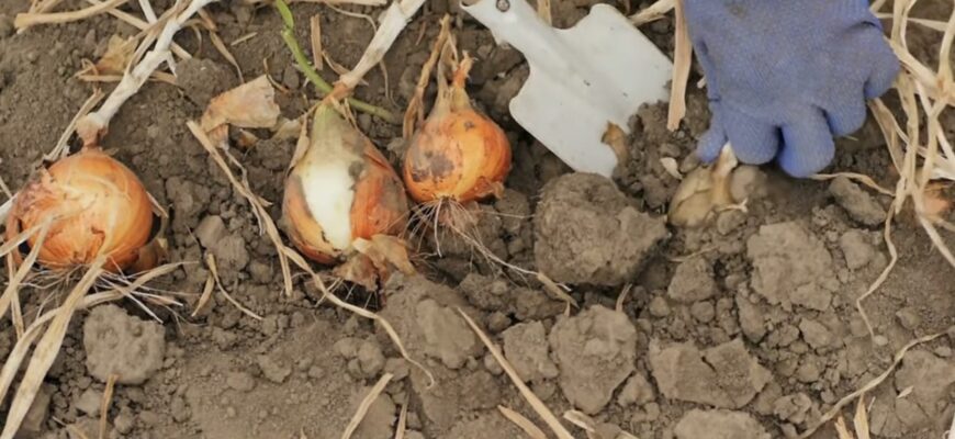 Цибулева муха не зашкодить більше ніколи озимим: беру 1 засіб, що є на кожній кухні й отримую – урожай року