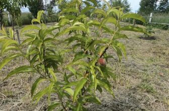 Сусід показав, як він удобрює яблуні восени: 1 літр розчину рятує від підмерзання й розтріскування кори