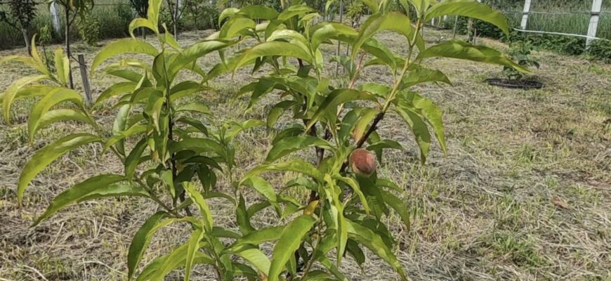 Сусід показав, як він удобрює яблуні восени: 1 літр розчину рятує від підмерзання й розтріскування кори