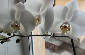 Орхідею простою водою не поливаю – віднайшла дещо “смачніше”: вже через 1 день з’являться нові плодоноси