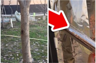 Беру фольгу й обмотую стовбури дерев у саду: не для “зв’язку” з космосом, а для х2 плодоношення