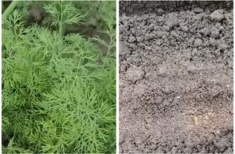 Висіваю кріп під зиму 3 рази з різницею у тиждень для того, щоб всю весну свіжа зелень сходила без пропусків