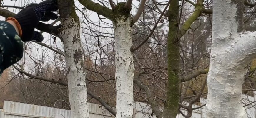 Батько в селі білить молоді дерева тільки у ці дати: взимку не мерзнуть і не тріскають