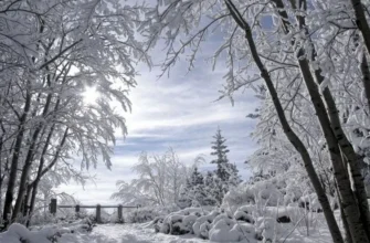 Якою буде зима 2025–2026 в Україні: синоптикиня здивувала прогнозом