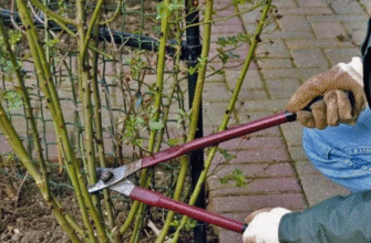 Обов’язково зробіть це з трояндами у листопаді, щоб вони пишно зацвіли навесні