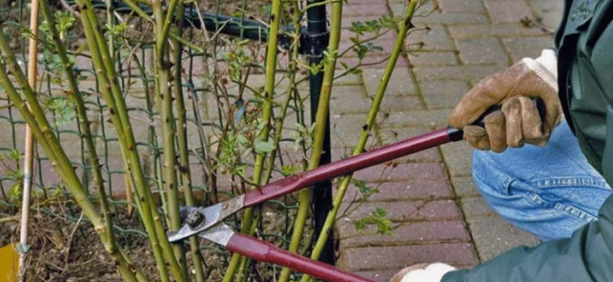 Обов’язково зробіть це з трояндами у листопаді, щоб вони пишно зацвіли навесні