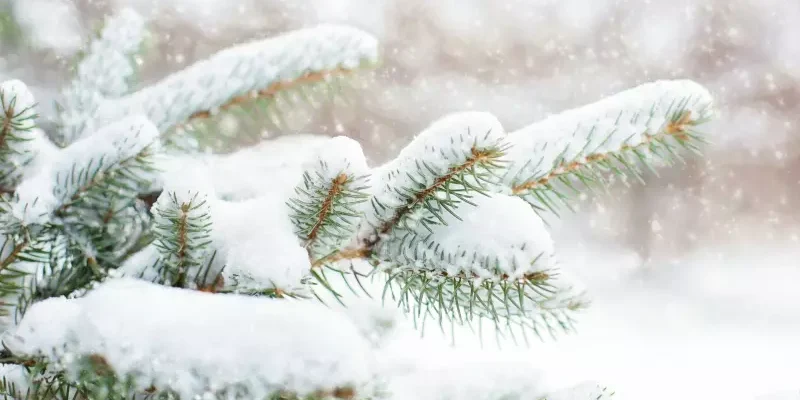 Зима 2025–2026 буде не холодною втім з жорсткими заморозками : синоптики попередили, коли чекати морози