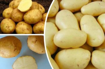 Мама вчила мене довіряти тільки 3 сортам картоплі – їх вистачає на всю зиму, і вони ніколи не гниють