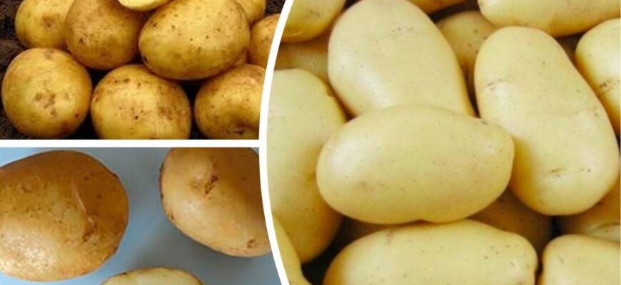 Мама вчила мене довіряти тільки 3 сортам картоплі – їх вистачає на всю зиму, і вони ніколи не гниють