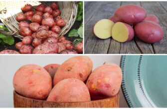 Перевірила 5 способів зберігання картоплі – обрала 1 найкращий: як облаштувати для цього місце в домі