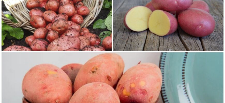 Перевірила 5 способів зберігання картоплі – обрала 1 найкращий: як облаштувати для цього місце в домі