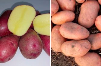 Навіть не Белла Росса: 2 сорти картоплі, які точно посаджу у 2026 – вони просто рекордсмени гарного врожаю